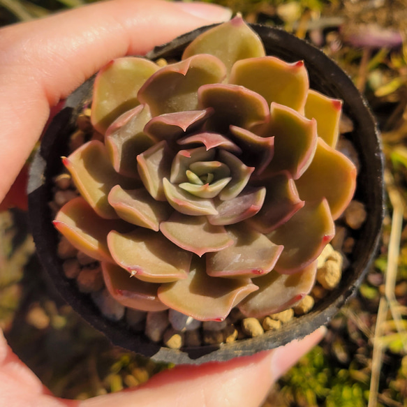 kiss 多肉植物 エケベリア 2枚目の画像