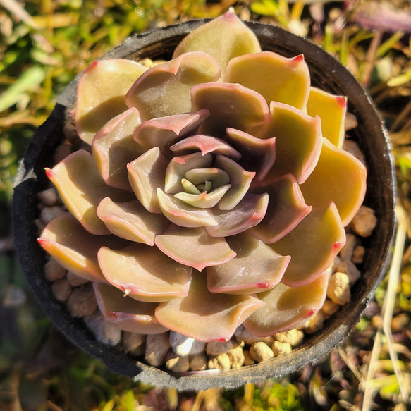 kiss 多肉植物 エケベリア 1枚目の画像