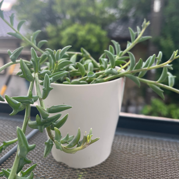 ドルフィンネックレス 多肉植物 その他素材 kanomarihome 通販