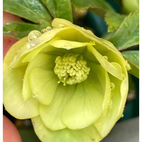 クリスマスローズ原種 デュメトラムdd hyb 多肉植物 植花夢 通販 クリスマスローズ原種 デュメトラムdd hyb 多肉植物 植花夢 通販