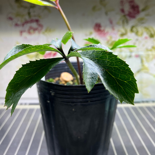 クリスマスローズ原種 デュメトラムdd hyb 多肉植物 植花夢 通販 クリスマスローズ原種 デュメトラムdd hyb 多肉植物 植花夢 通販