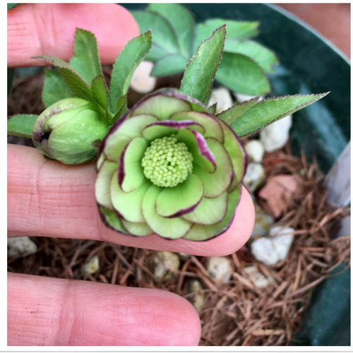 クリスマスローズ原種 デュメトラムdd hyb 多肉植物 植花夢 通販 クリスマスローズ原種 デュメトラムdd hyb 多肉植物 植花夢 通販