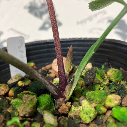 クリスマスローズ原種 デュメトラムdd hyb 多肉植物 植花夢 通販 クリスマスローズ原種 デュメトラムdd hyb 多肉植物 植花夢 通販