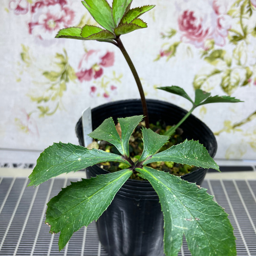 クリスマスローズ原種 デュメトラムdd hyb 多肉植物 植花夢 通販 クリスマスローズ原種 デュメトラムdd hyb 多肉植物 植花夢 通販