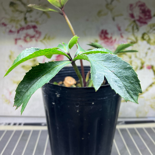 クリスマスローズ原種 デュメトラムdd hyb 多肉植物 植花夢 通販 クリスマスローズ原種 デュメトラムdd hyb 多肉植物 植花夢 通販
