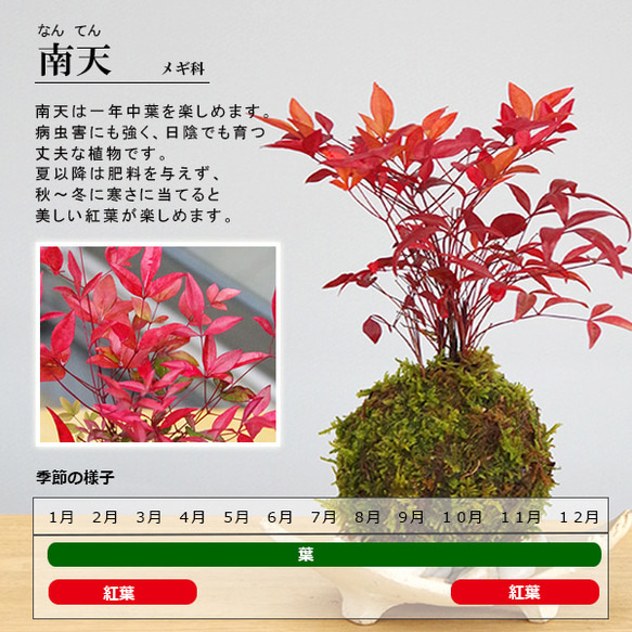 秋から冬の紅葉、春から秋のライトグリーンの葉色お楽しみください【南天のミニ盆栽（炭化焼締丸鉢） 10枚目の画像