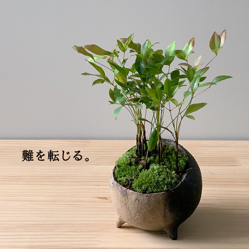 小型盆栽 緑色の葉 小型盆栽 緑色の葉 【公式通販】
