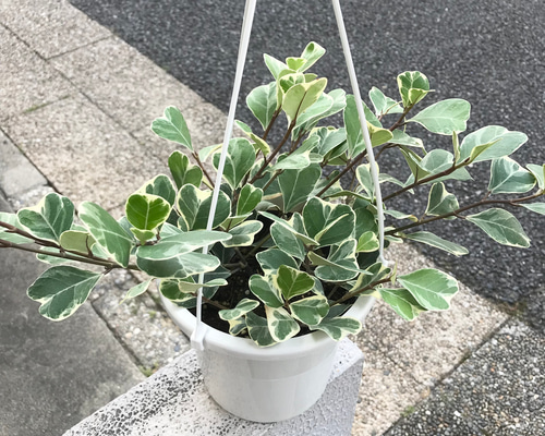 5cfc9a33142f59055c911ff080e324