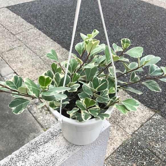 再入荷 斑入り フィカス スイートハート 5号吊り鉢 その他インテリア