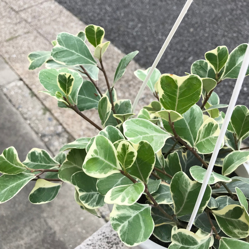 再入荷 斑入り フィカス スイートハート 5号吊り鉢 その他インテリア