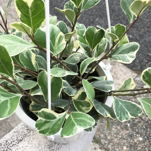 再入荷 斑入り フィカス スイートハート 5号吊り鉢 その他インテリア