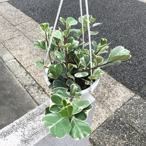 再入荷 斑入り フィカス スイートハート 5号吊り鉢 その他インテリア
