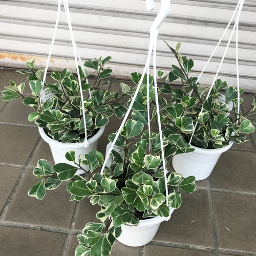 再入荷 斑入り フィカス スイートハート 5号吊り鉢 その他インテリア