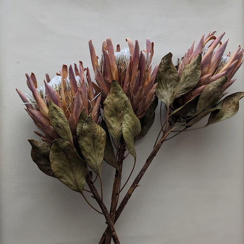 キングプロテア》レッドレックス ドライフラワー mamemona 通販