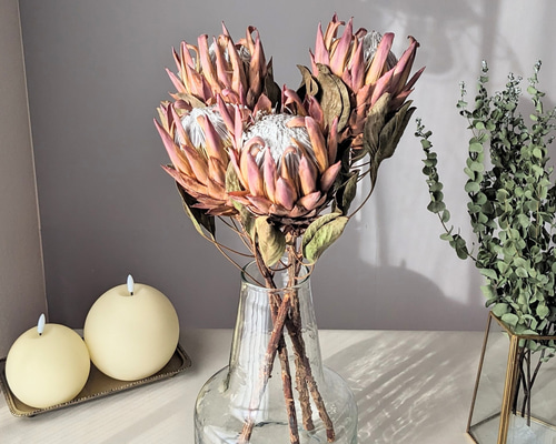 ドライフラワー☆夏色ネイティブリース☆プロテア フォルモーサ ドライ