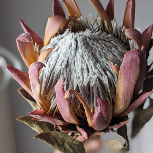 専用＊プロテア　アンティーク ドライリース 3235b7d181436980ff2baa7c1fd190