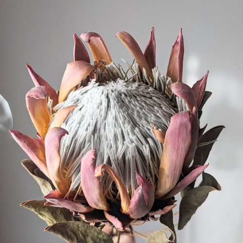 キングプロテア》レッドレックス ドライフラワー mamemona 通販