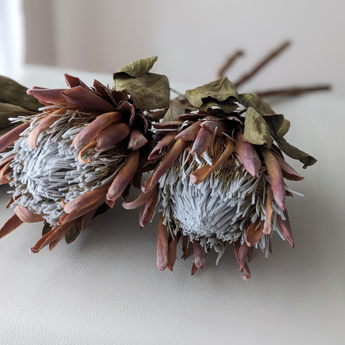 キングプロテア》レッドレックス ドライフラワー mamemona 通販