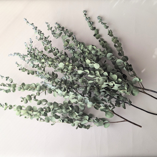 ユーカリ　ビバーナム⑤  ドライフラワー　42cm ユーカリ ビバーナム⑤ ドライフラワー 42cm 【公式通販】