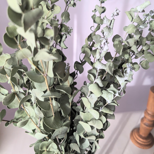 ユーカリ》ピッコロ ドライフラワー ドライフラワー mamemona 通販