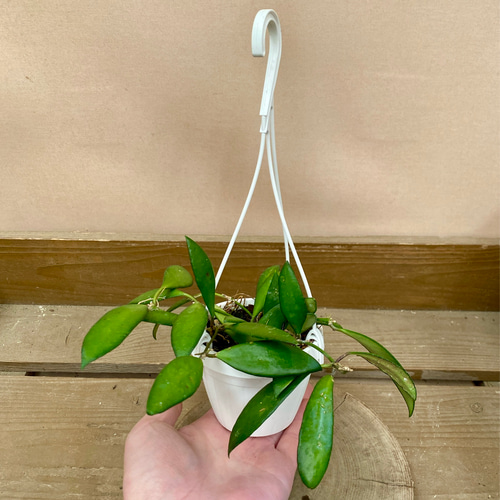 観葉植物 ホヤ サクララン パビフォラ アートフラワー plant life 通販