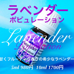 【甘くフルーティな香りが特徴】ラベンダーポピュレーション精油5ml（10ml販売中） 2枚目の画像