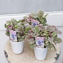 花苗 イングリッシュラベンダー セリーヌ 3.5号 多年草 ハーブ