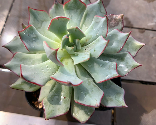 39.多肉植物 寄せ植え エケベリア属 ストリクチフローラ ノヴァ(大