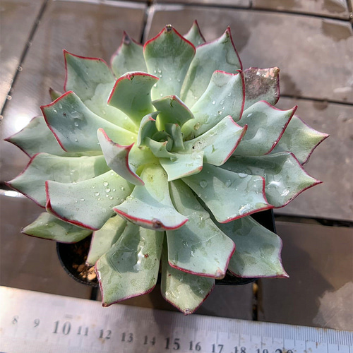 39.多肉植物 寄せ植え エケベリア属 ストリクチフローラ ノヴァ(大