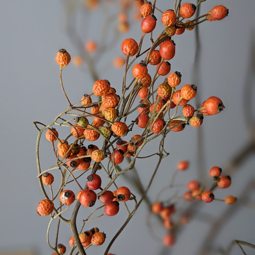 ドライフラワー❇️ミニバラ❣️オレンジ系 楽天市場】ドライフラワー ミニバラの通販