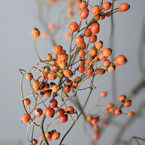 野ばらの実 ドライフラワー ドライフラワー mamemona 通販 12722648