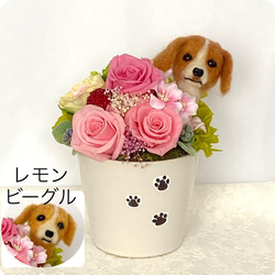 ちょこんと顔出すビーグル犬＆　プリザーブドフラワー（ピンク系）　/　フラワーギフト　花　犬　プレゼント 1枚目の画像