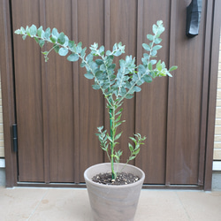 大きめ♪パールアカシア　テラコッタ鉢植え　苗木　シンボルツリー