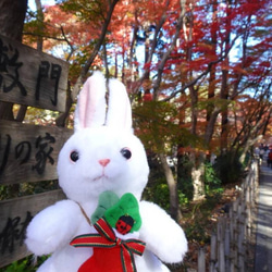 色々うさぎ✽お土産選べます。(2ヶ月以内で発送) 14枚目の画像