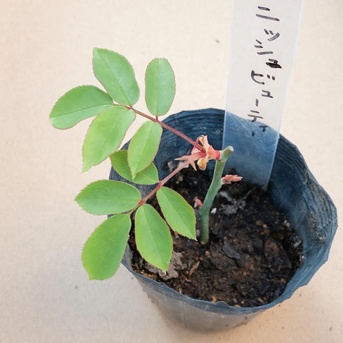 ご予約 バラ挿し穂