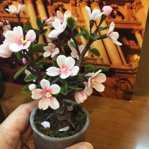 《再販しました！》ミニチュア盆栽〈山桜〉 3枚目の画像