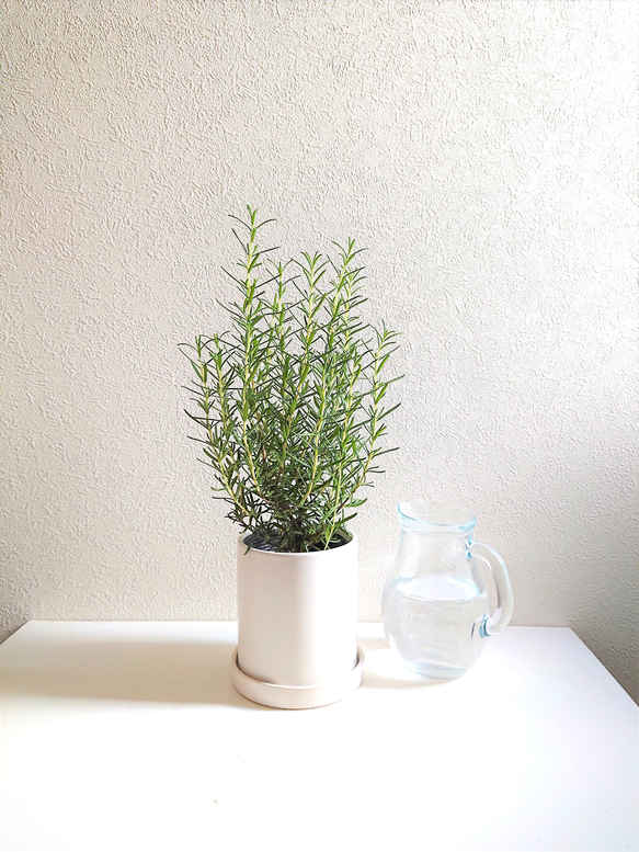 ○数量限定○虫除け ”ローズマリー ホワイトマット鉢/受け皿セット