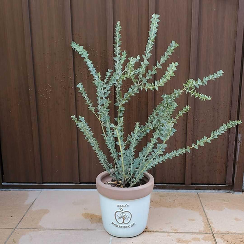 サンカクバアカシア　三角葉アカシア　テラコッタ鉢植え　苗ミモザ　ウェルカムツリー サンカクバアカシア 三角葉アカシア テラコッタ鉢植え 苗ミモザ