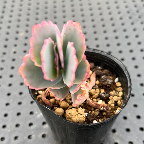 胡蝶の舞錦 多肉植物 その他素材 kanomarihome 通販 12743962