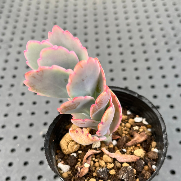 胡蝶の舞錦 多肉植物 その他素材 kanomarihome 通販 12743962 胡蝶の舞錦 多肉植物 その他素材 kanomarihome 通販 12743962