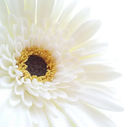 ❁Black Core・Off-White Clay Flower Gerbera 2 件套，室內花，單花瓶❁ 第8張的照片