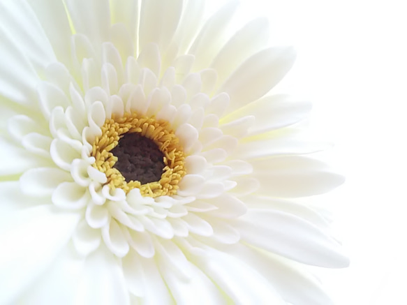 ❁Black Core・Off-White Clay Flower Gerbera 2 件套，室內花，單花瓶❁ 第8張的照片