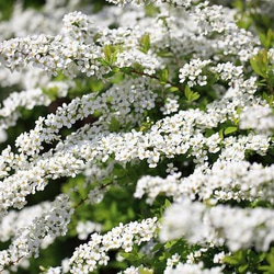 (SV925) Spiraea thunbergii (ユキヤナギ) silver free crossing ring 11枚目の画像