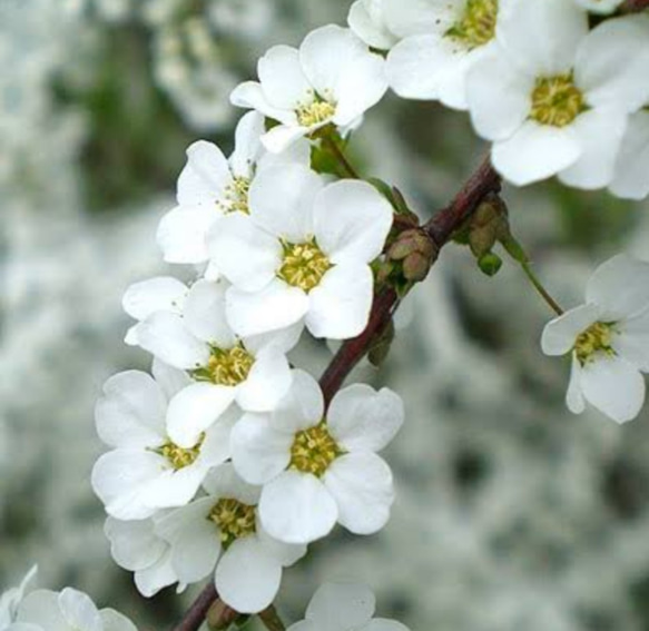 (SV925) Spiraea thunbergii (ユキヤナギ) silver free crossing ring 12枚目の画像