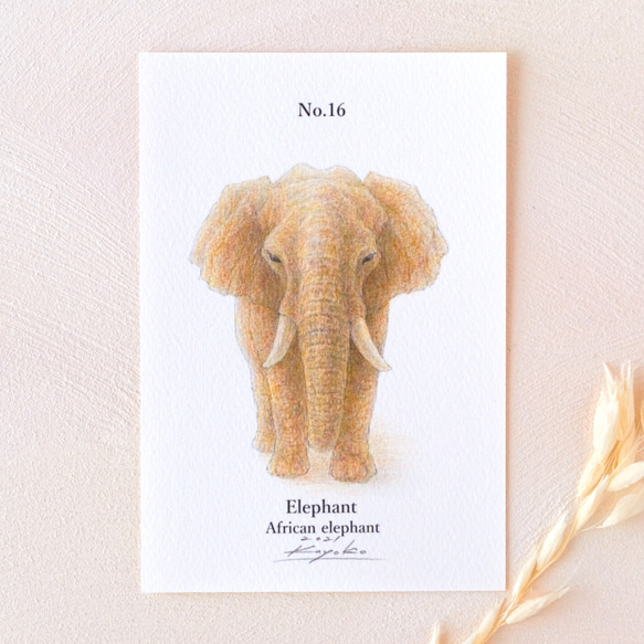 【手描き】　彩色 鉛筆画　No.16  Elephant  African elephant 1枚目の画像