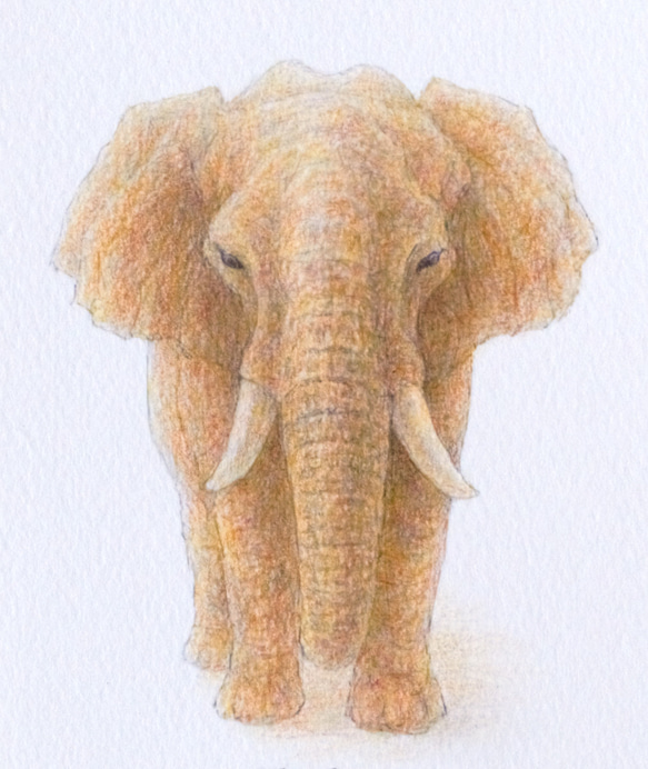 【手描き】　彩色 鉛筆画　No.16  Elephant  African elephant 3枚目の画像