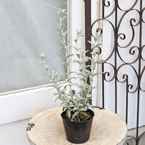 花苗 常緑低木 ピティロディア フェアリーピンク 3号 ピンクの花