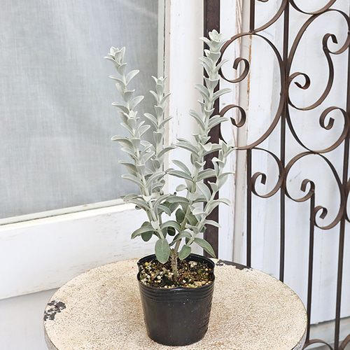 花苗 常緑低木 ピティロディア フェアリーピンク 3号 ピンクの花