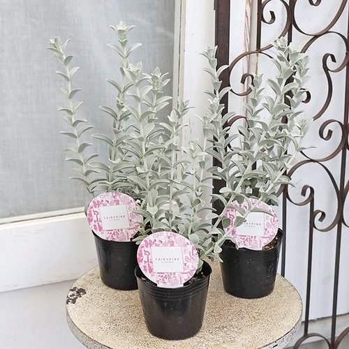 プロテア[スパイキーホワイト] 5号鉢 観葉 オージープランツ 苗 花苗