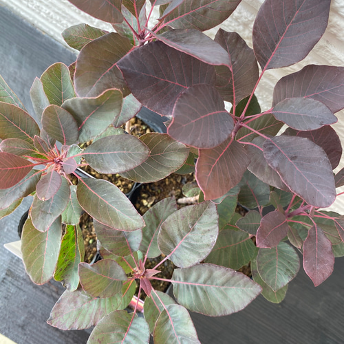 スモークツリー苗ベルベットクローク その他素材 虹花園 幸店 通販